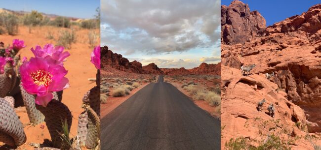 Nature Photography Location Near Las Vegas Valley of Fire